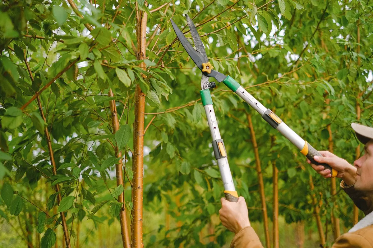 Gardener pruning tree branches