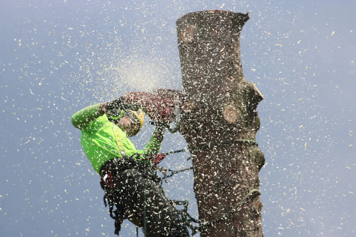 Green Edge arborist cutting a tree trunk with a chainsaw