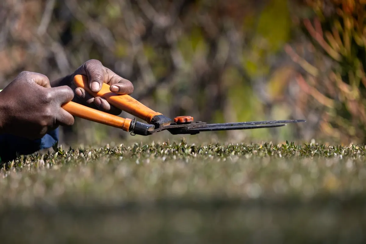 Trimming hedges with shears