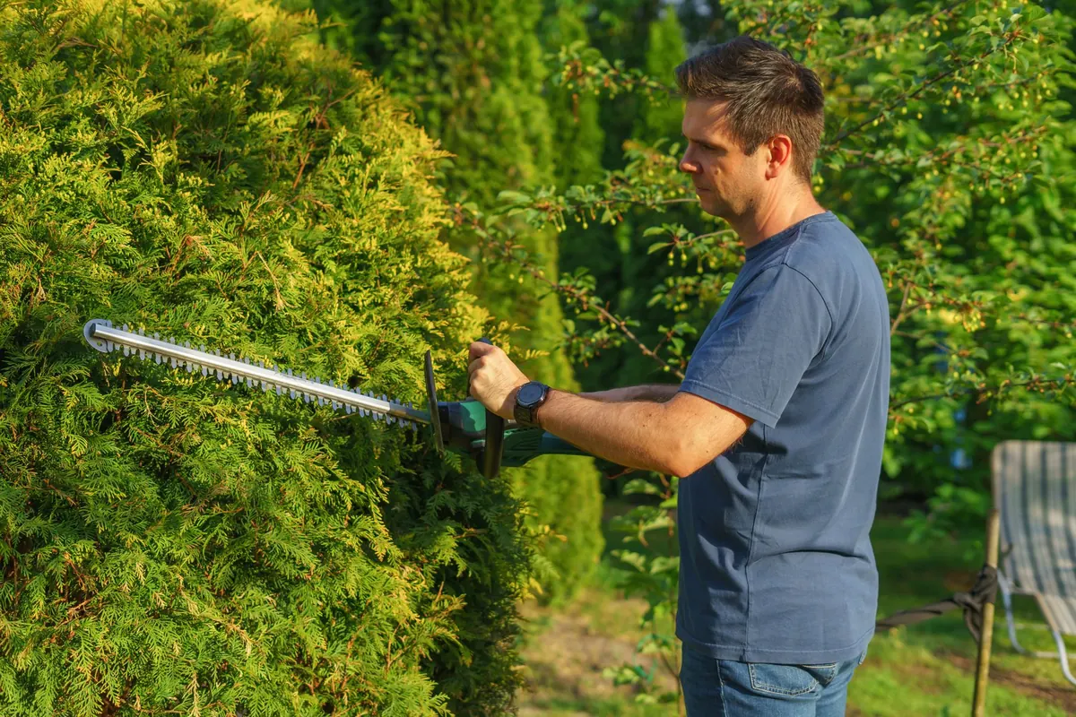 Hedge trimming in a garden