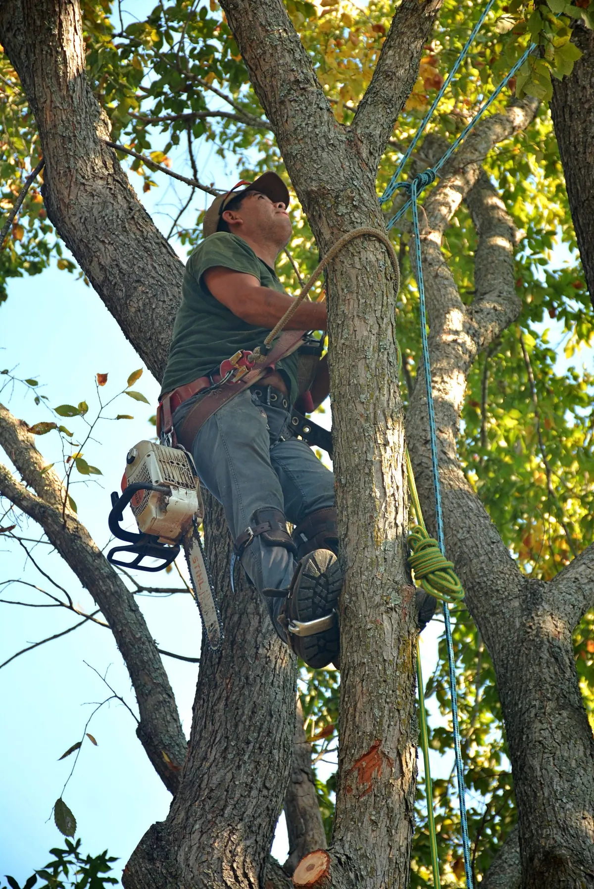 Arborist climbing a tall tree